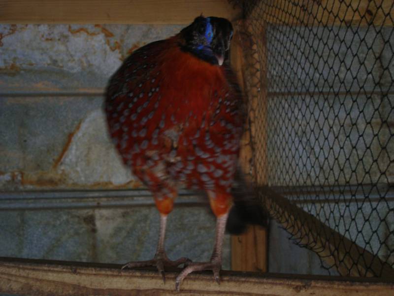 himalayan monal pheasant for sale